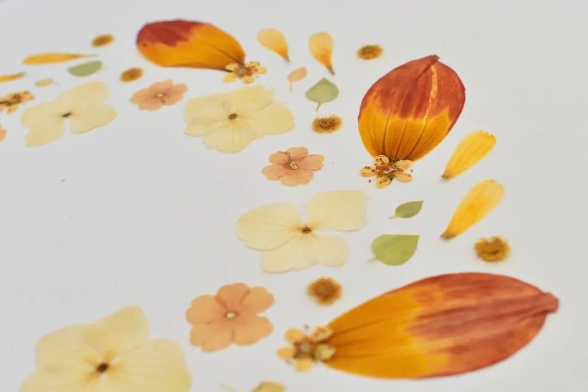 Herbier fleurs oranges Dahlia
