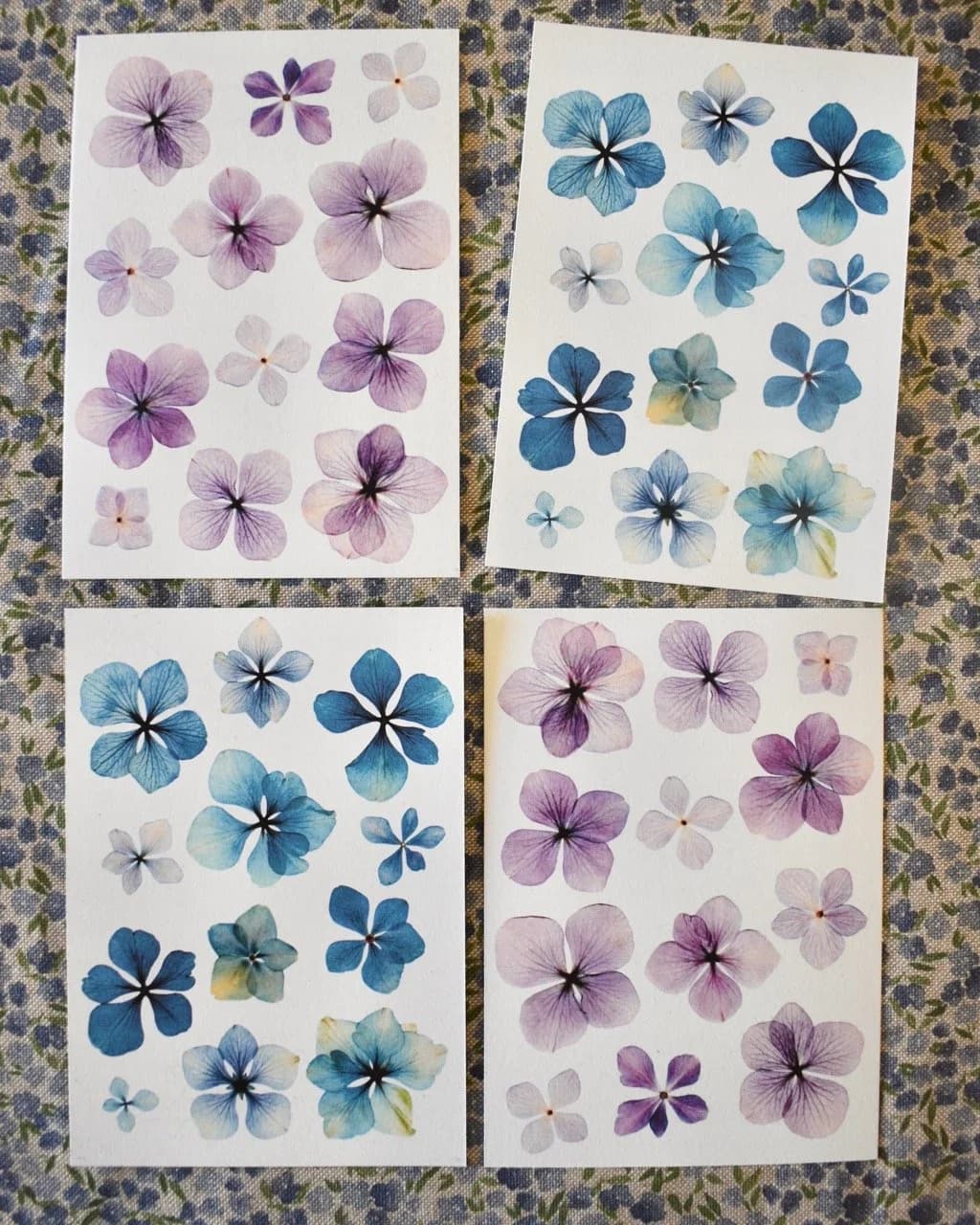 Carte fleurie - All over Hortensia — Hortensia Violet