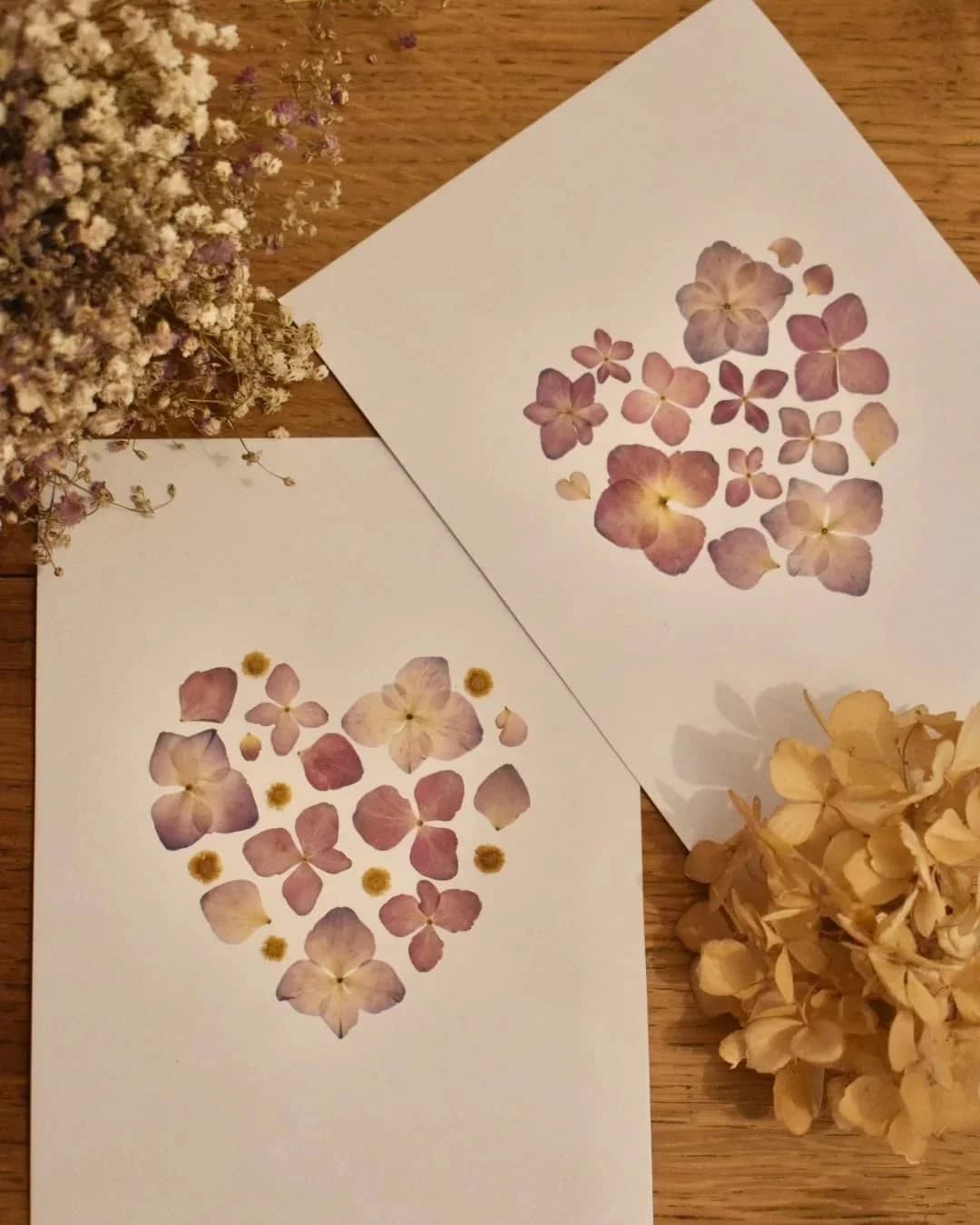 Herbier Coeur fleuri — Pâquerette blanche