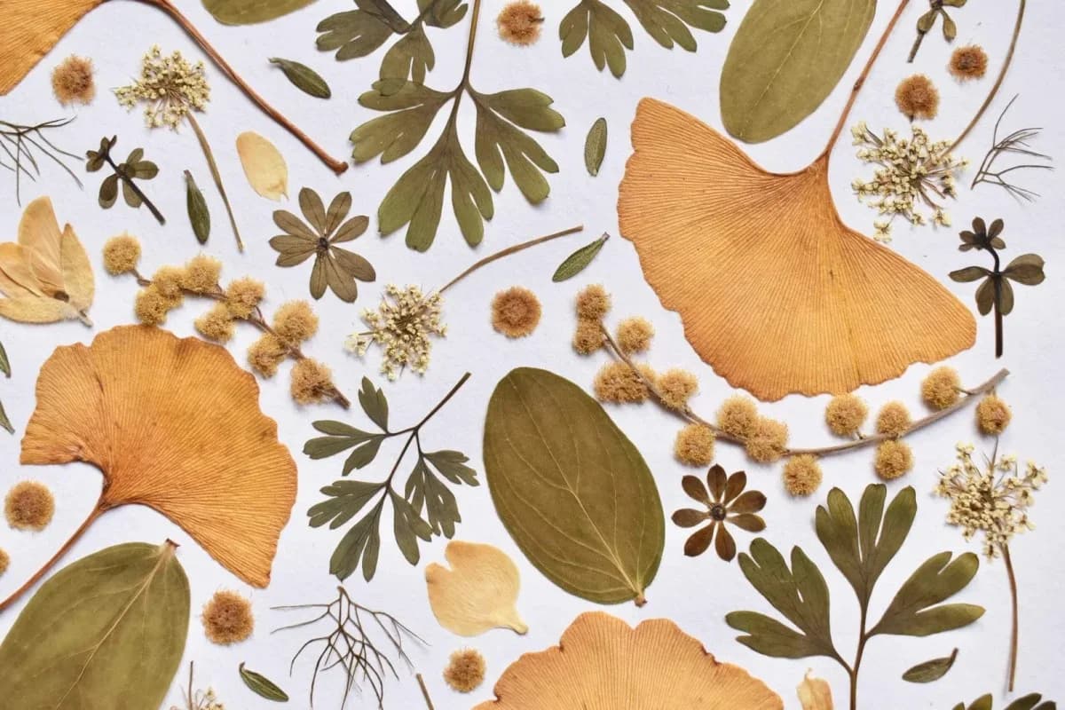 Herbier délicat de fleurs jaunes
