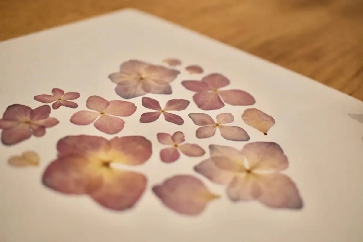 Herbier Coeur fleuri — Hortensia mauve