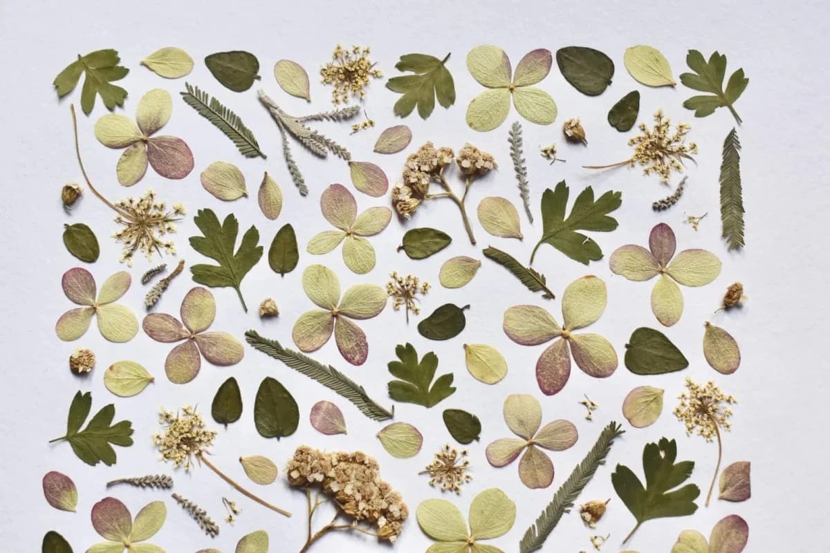Herbier de fleurs roses et vertes