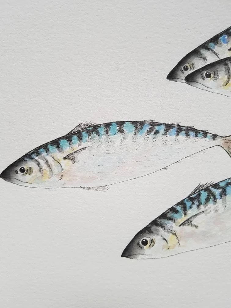 Aquarelle originale — Poissons, banc de maquereaux — Format carré 20x20 cm — vue 2