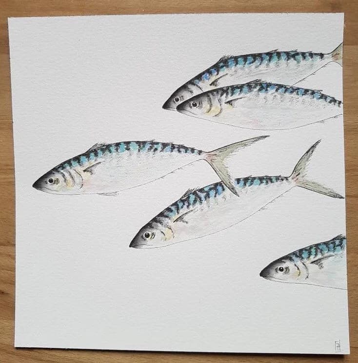 Aquarelle originale — Poissons, banc de maquereaux — Format carré 20x20 cm — vue 1