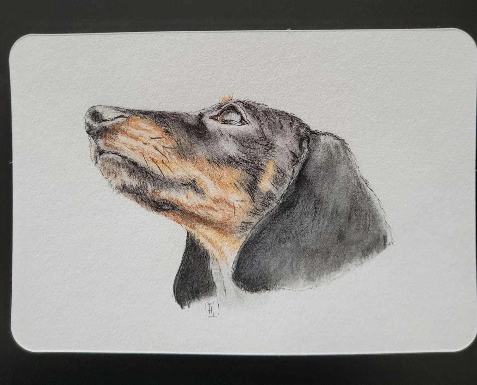 Portrait de chien — Teckel — Dessin original — Aquarelle et crayons de couleurs — Format 10x15cm — vue 2
