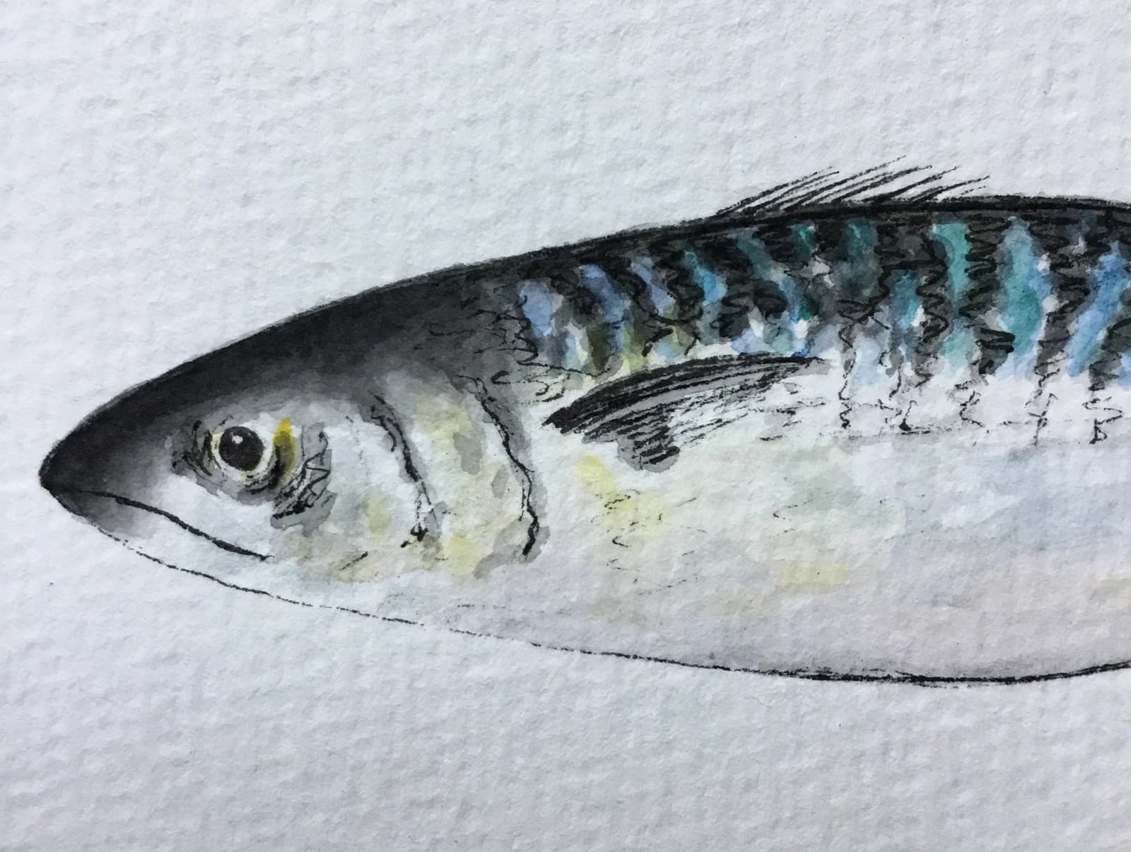 Aquarelle originale poisson, maquereau, Bretagne, retour de marché, 10x15 cm — vue 2