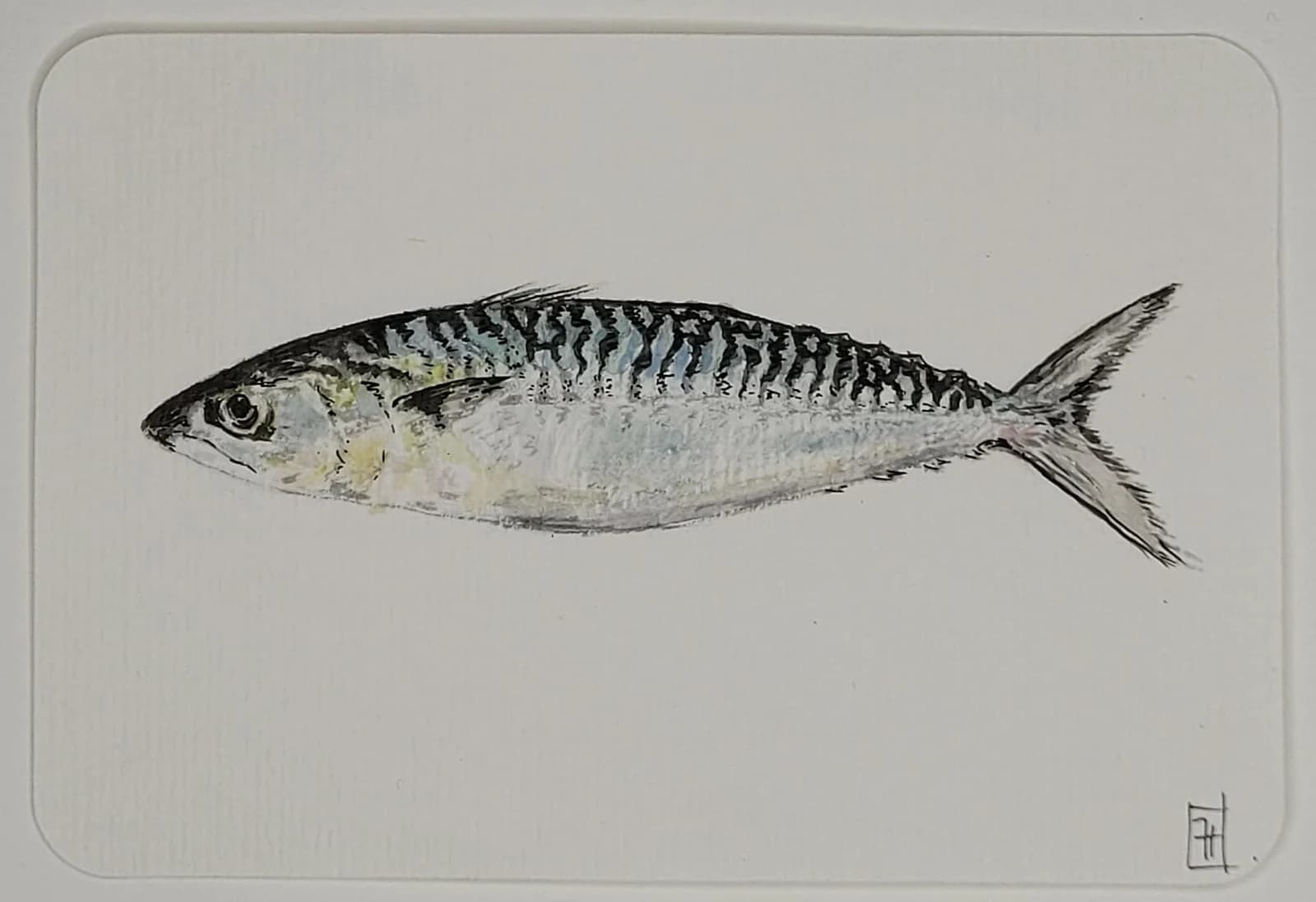 Aquarelle originale poisson, maquereau, Bretagne, retour de marché, 10x15 cm — vue 1