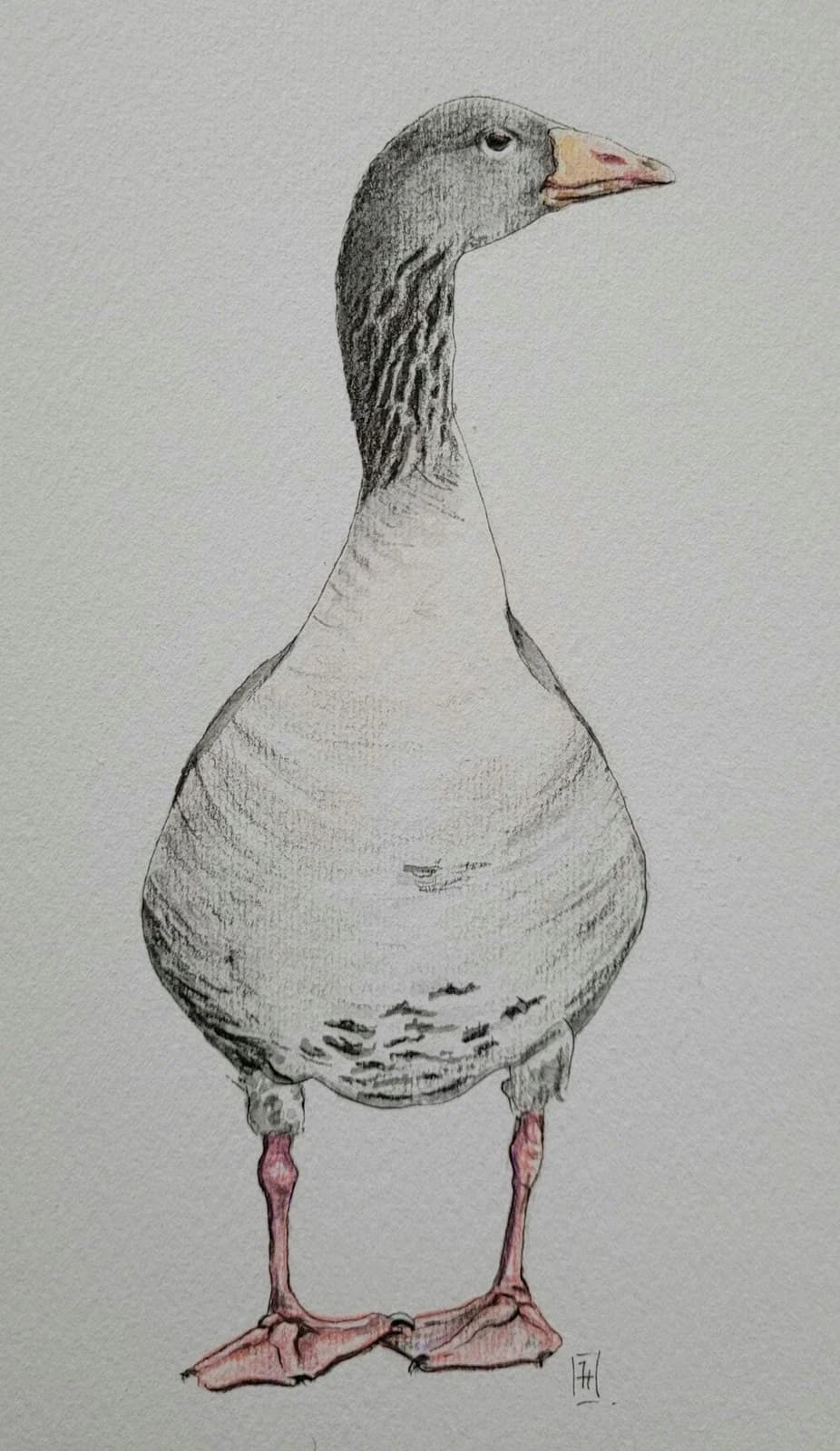 Dessin original, oiseau, oie, aquarelle et crayons de couleurs, 15,5 x 23 cm — vue 2