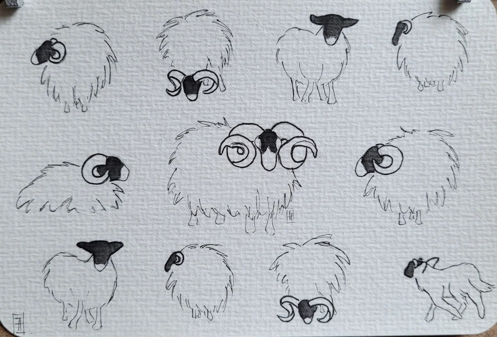 Dessin original crayon et aquarelle, moutons, la ronde des moutons, 10x15cm — vue 2