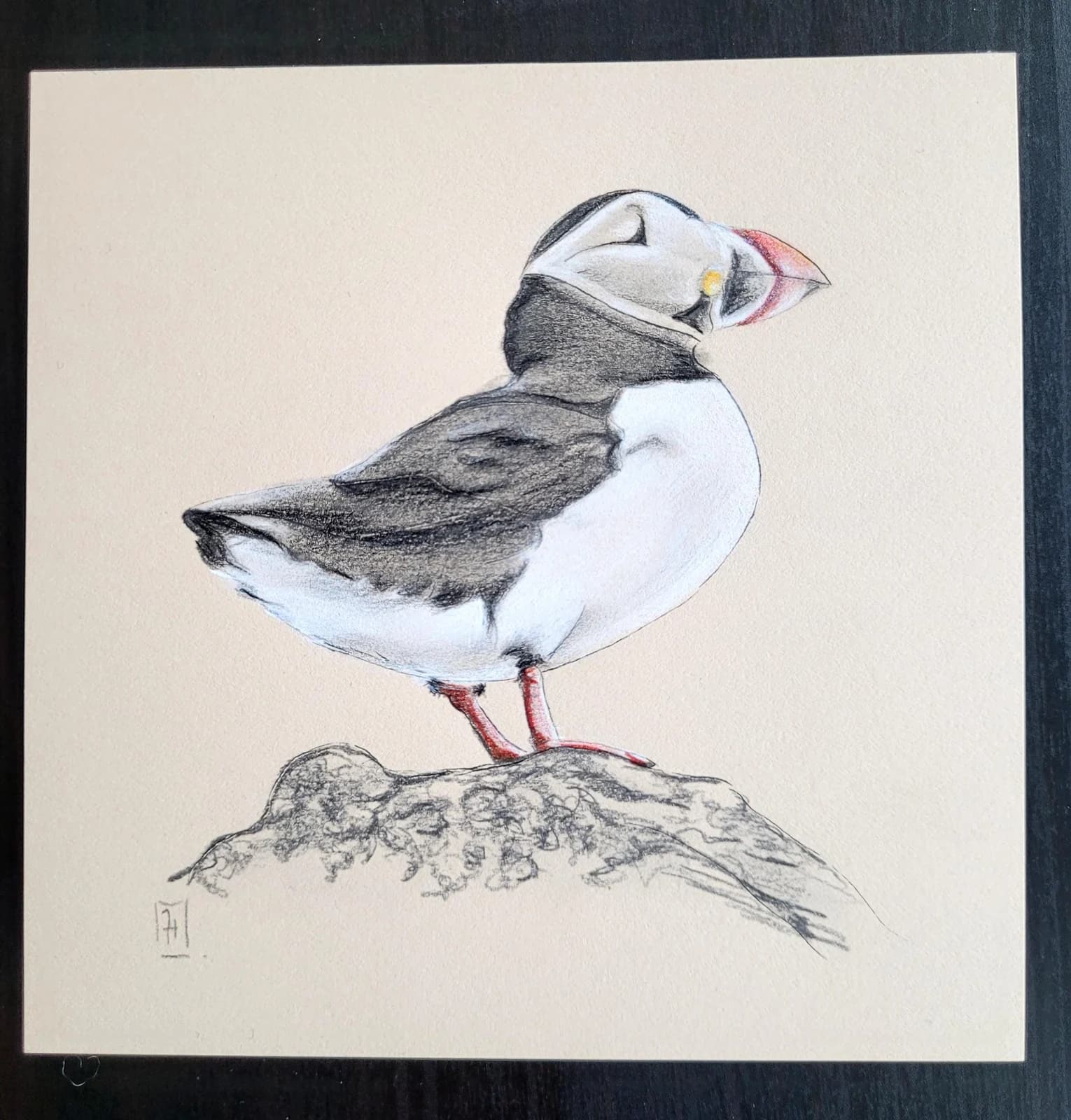 Dessin original graphite et pastel — Oiseau, macareux, puffin,Écosse — Format 14x14 cm — vue 2