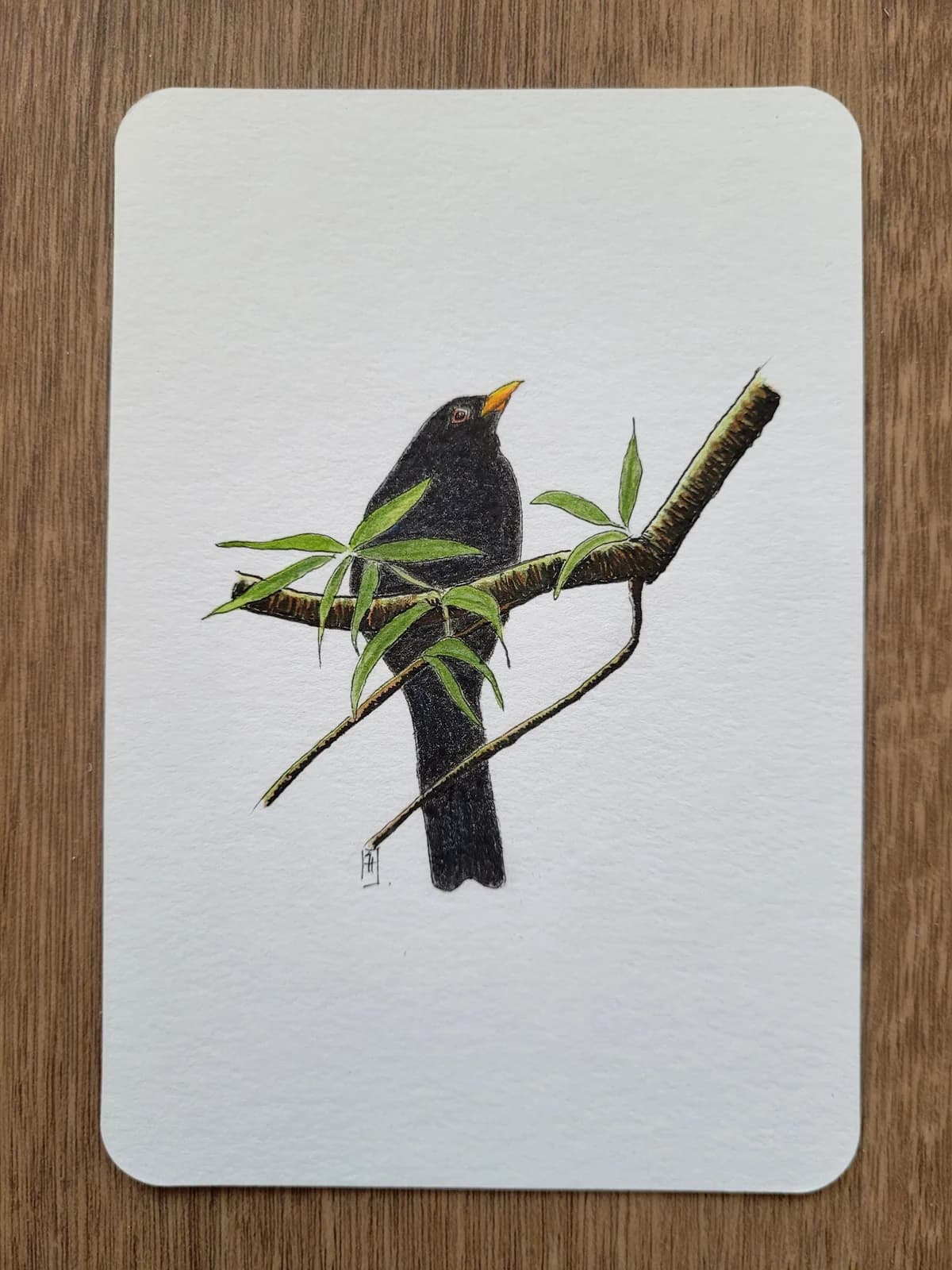 Dessin original — Merle sur une branche — Aquarelle et crayons — Format carte postale — vue 2