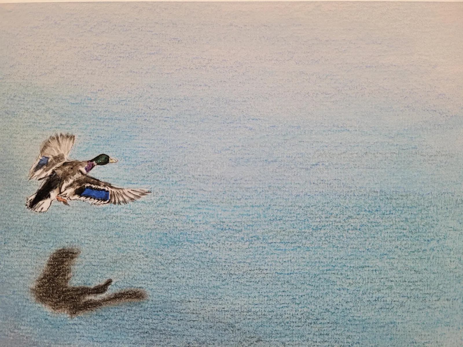 Dessin original — oiseau, canard colvert en vol, lac d'Auron, Bourges — Aquarelle et crayon — A5 — vue 2
