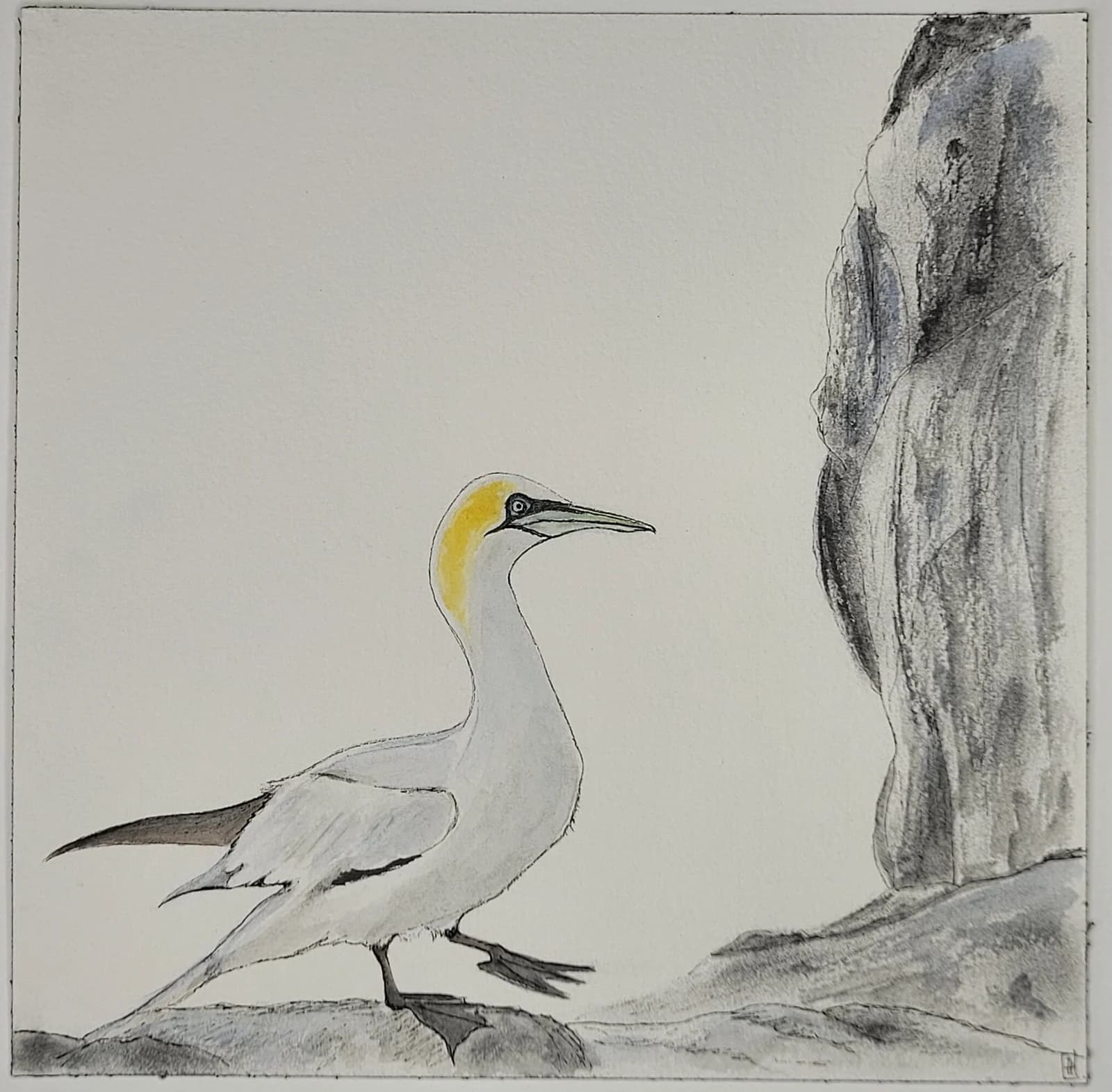 Aquarelle originale — Oiseau marin, Fou de Bassan, réserve naturelle des sept îles, Bretagne — Format carré 20x20cm — vue 2