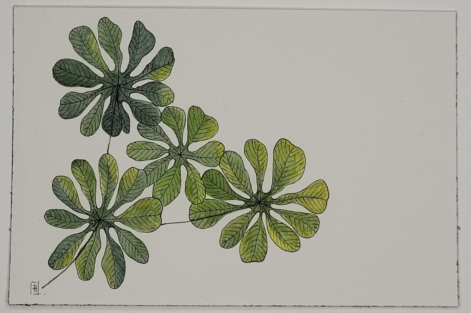 Aquarelle originale — Feuilles d'arbre de Guyane, plante de Guyane — Format carte postale 10x15 cm — vue 2