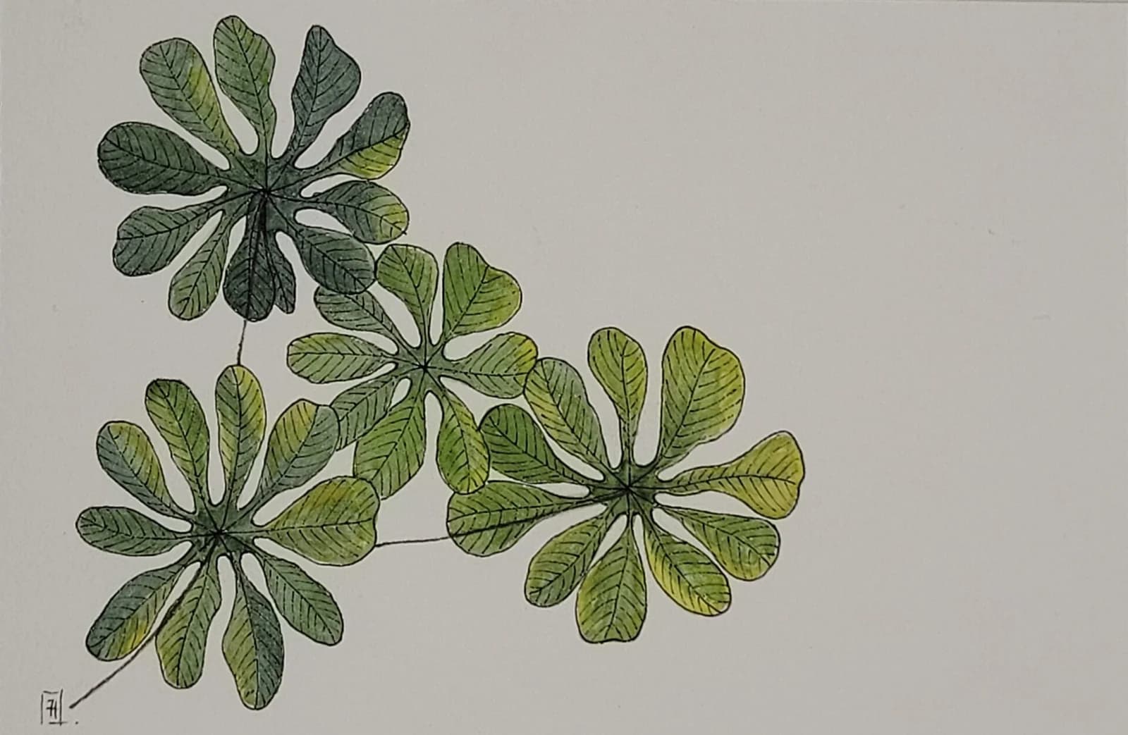 Aquarelle originale — Feuilles d'arbre de Guyane, plante de Guyane — Format carte postale 10x15 cm — vue 1