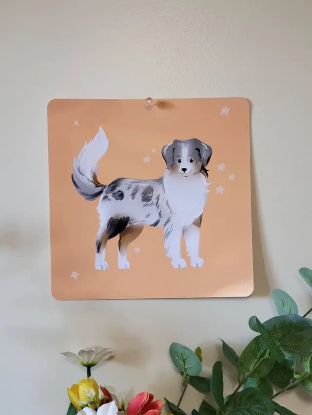 Détail du dessin de berger australien au pelage gris et blanc sur fond orange étoilé.