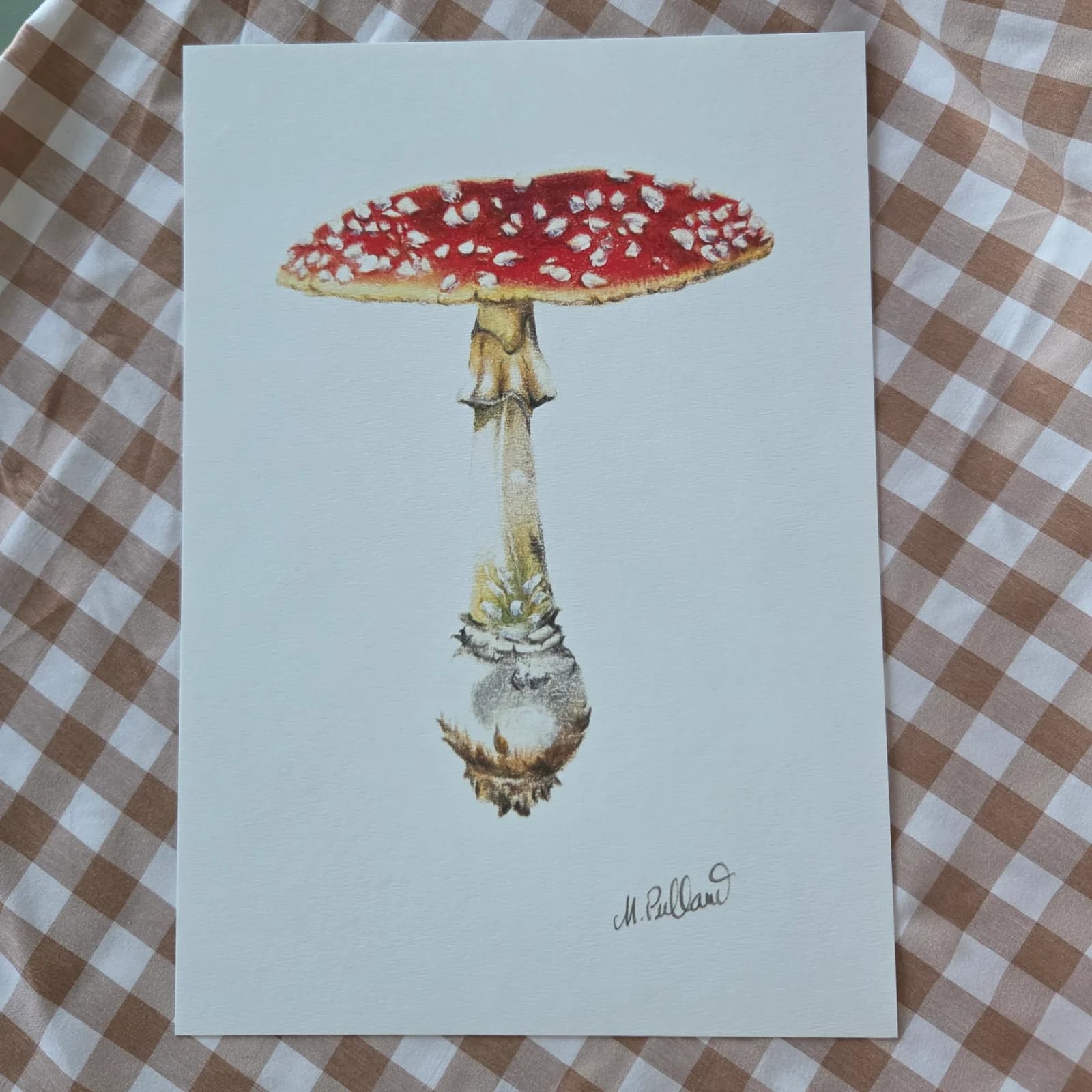 Illustration d’une amanite tue-mouches