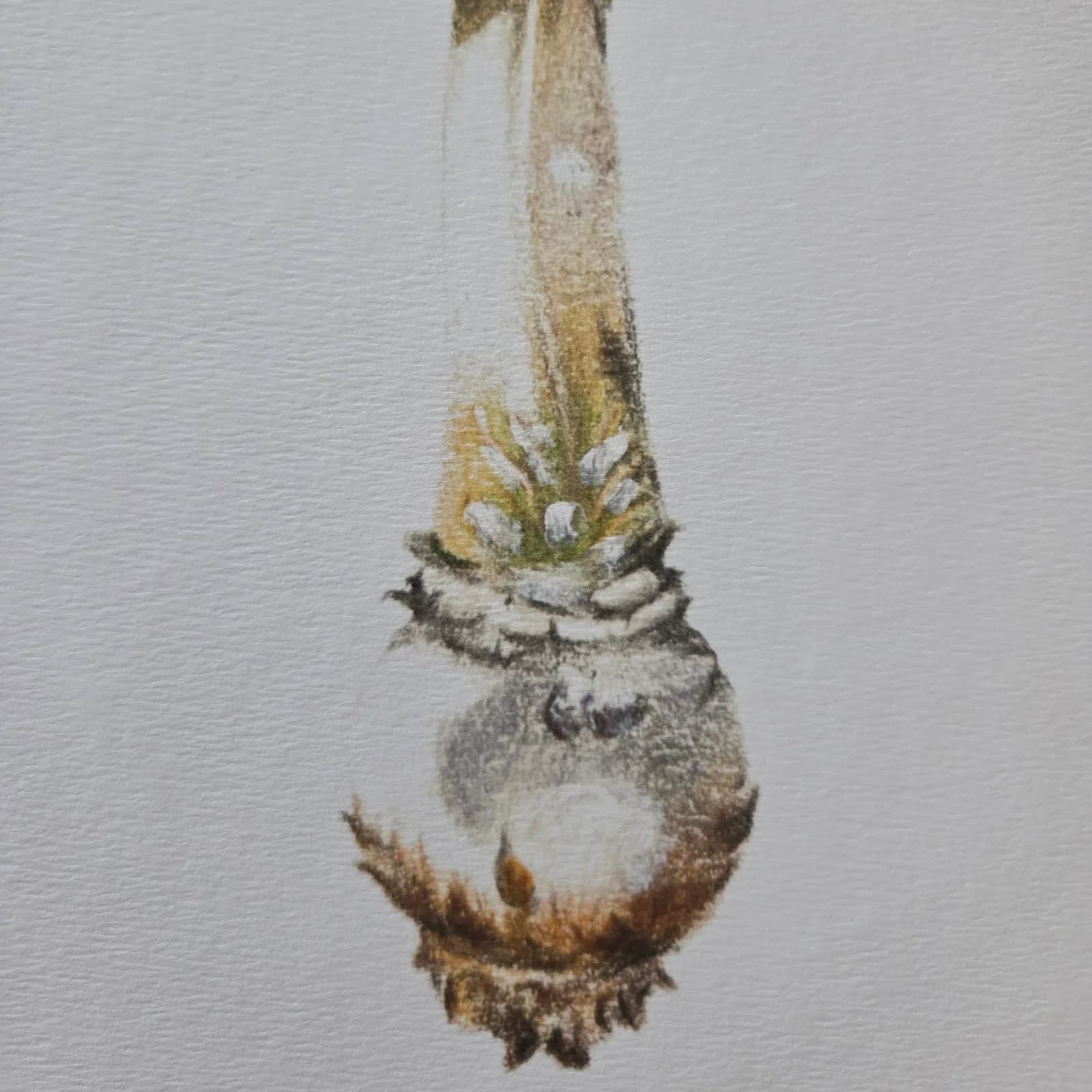Illustration d’une amanite tue-mouches